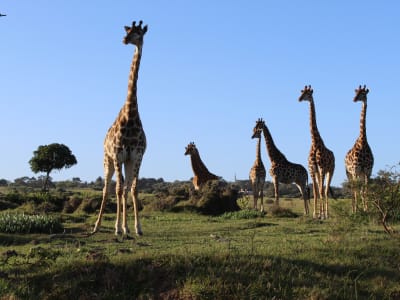 Safari to Addo Elephant National Park and Kragga Kamma Game Park from Gqeberha (Port Elizabeth)