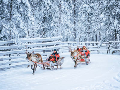 Reindeer Farm Visit and Reindeer Sledding Excursion from Rovaniemi