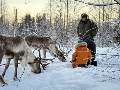 Reindeer Farm Visit and Sleigh Ride from Rovaniemi