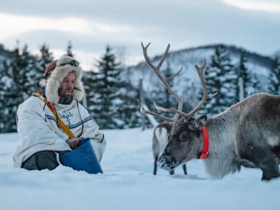 Fjord arctique Traîneau à rennes et expérience sami au départ de Tromsø