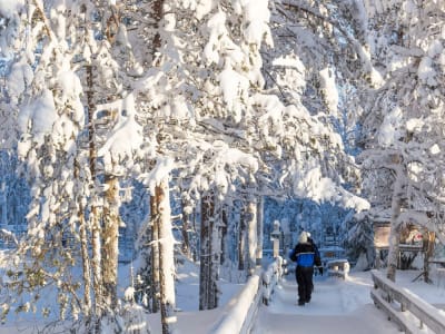 Visita guiada al Parque Natural de Ranua desde Rovaniemi 