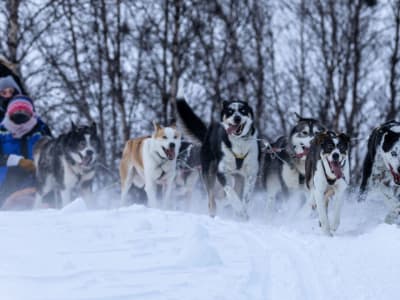 Beginner Guided Dog Sledding Excursion from Kirkenes