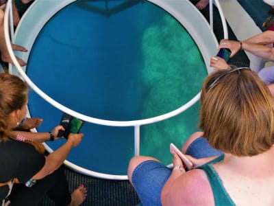 Cetacean Watching from a Window Boat in Saint-Gilles-les-Bains, Réunion