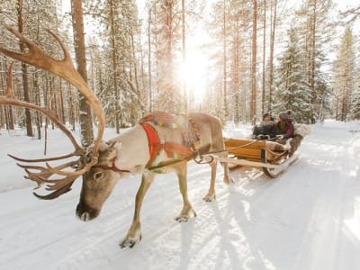Husky Dog sledding, Reindeer Sleighing, and Snowshoeing Experience from Rovaniemi