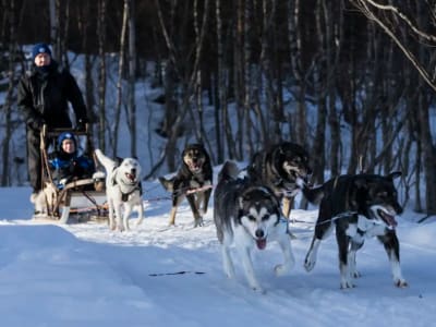 Self-drive Dog Sledding Excursion in Alta