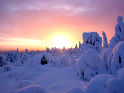 Excursion en raquettes et grillades de saucisses dans le parc national de Pallas-Ylläs depuis Ylläsjärvi