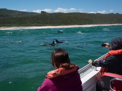Bootstour zur Beobachtung von Meereslebewesen ab Knysna