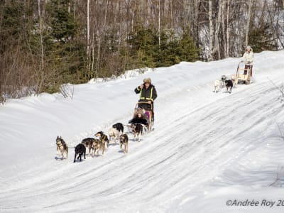 Dog Sledding near Saguenay, in La Baie