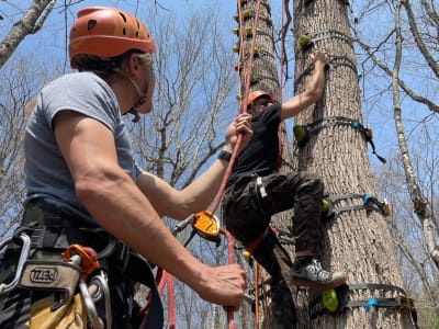 Discovery of Tree Climbing in the Laurentians, at Val-des-Lacs