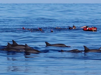 Snorkeling avec les cétacés à La Réunion depuis Le Port, nord de Saint-Paul