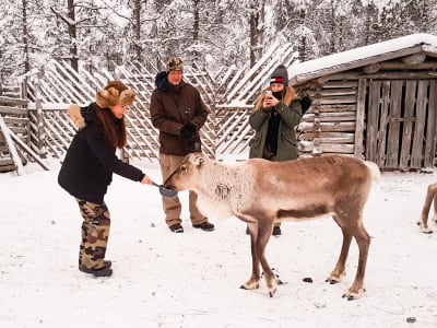 Reindeer Farm Visit in Pyhätunturi
