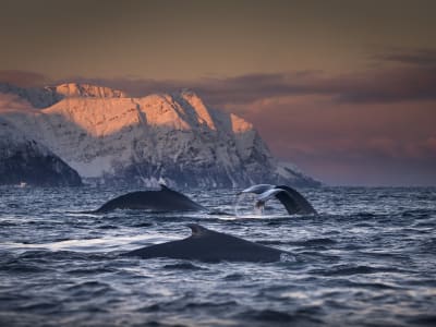 Whale Watching Boat Safari from Tromsø