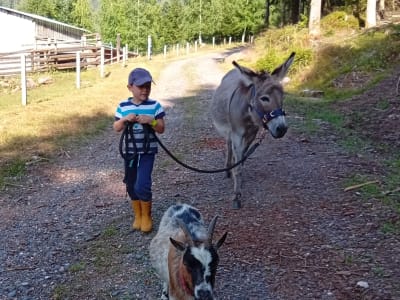 Randonnée avec des ânes de bât et des boucs à Luvigny dans les Vosges