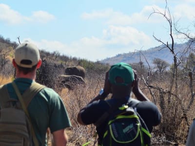 Geführte Buschwanderung im Pilanesberg-Nationalpark