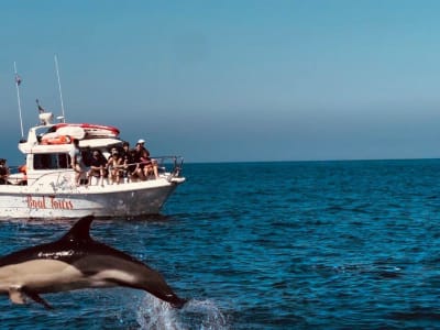 Bootstour ab Sesimbra zur Delfinbeobachtung bei Lissabon