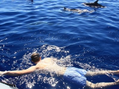 Nada con Delfines Alrededor de Funchal, Madeira