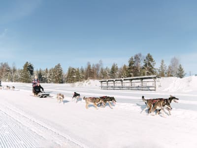 Self-drive Dogsledding Ride and Reindeer Farm Visit from Rovaniemi