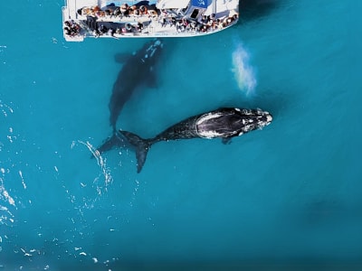 Excursion d'observation des baleines à l'île de Dyer, Gansbaaai