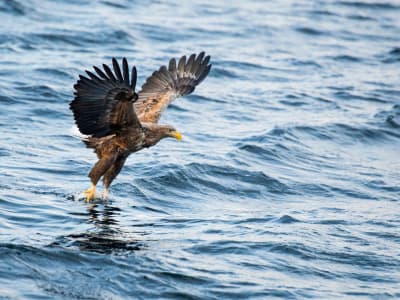 Sea Eagle Photography Boat Tour from Svolvær in Lofoten