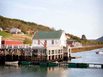 Boots- und Sightseeingausflug um die Insel Uløya ab Tromsø 