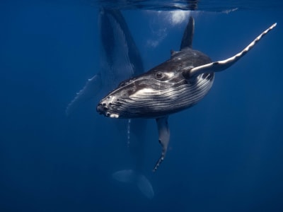 Whale Watching and Snorkelling in Tahiti