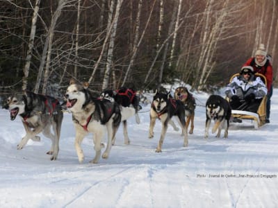 Excursión en trineo de perros cerca del lago Saint-Joseph, Quebec