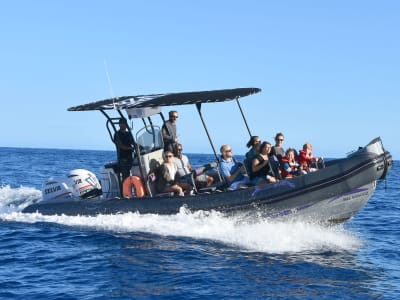 Whale-Watching and Turtle-Spotting Excursion from Saint-Gilles, Réunion Island