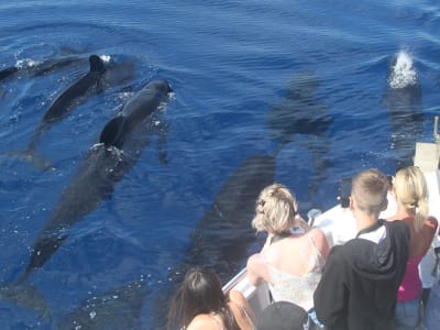 Avistamiento de delfines y ballenas en el Mediterráneo desde Bandol