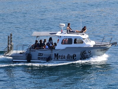 Observación de delfines en la Reserva Marina de Arrábida desde Sesimbra