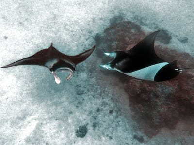 Snorkelling with Manta Rays at Tikehau