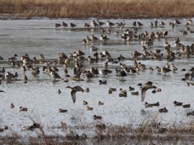 Excursión guiada y observación de aves y focas en la Bahía de Somme