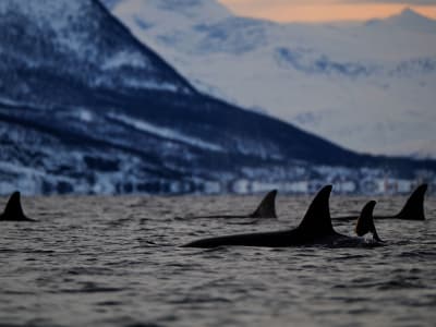 Safari en barco semirrígido para avistar ballenas en Skjervøy desde Tromsø