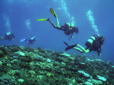 Exploration dive from L'Étang-Salé into Réunion’s marine reserve