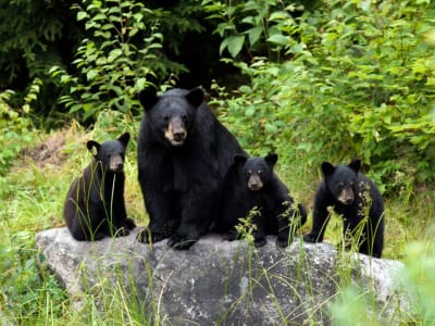 Black Bear Watching near Quebec City