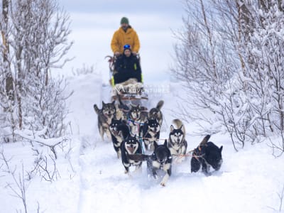Excursion en bateau pneumatique et chiens de traîneau à Vesterålen au départ de Sortland