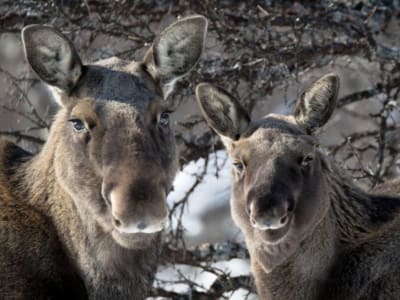 Excursion à la découverte des élans dans la vallée de Målselv au départ de Tromsø 