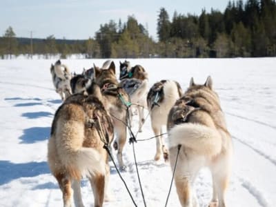 5km Dog Sledding Excursion from Rovaniemi