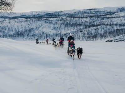 Self-Drive Dog Sledding Safari in Skibotn Valley from Kilpisjärvi