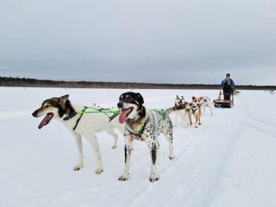 Self-Drive 5 km Dog Sledding Excursion from Kemi 