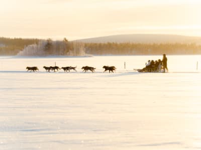 Excursion de 10 km en chiens de traîneau à Rovaniemi