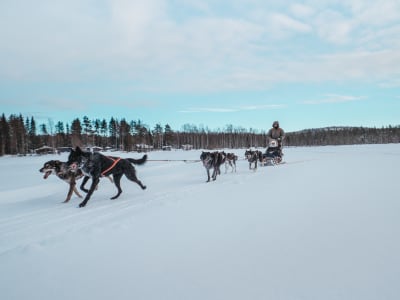 Self-Drive Dog Sledding Excursion from Rovaniemi