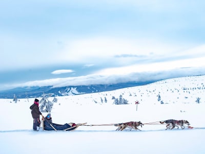 Family-friendly Dog Sledding Excursion in Sälen 