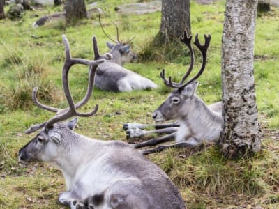 Ranua Wildlife Park Visit from Rovaniemi with Lunch
