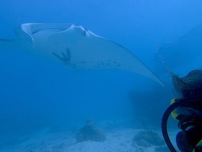 Exploration Diving with Manta Rays in Tikehau