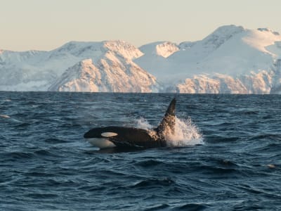Winter Whale-Watching Safari from Skjervøy