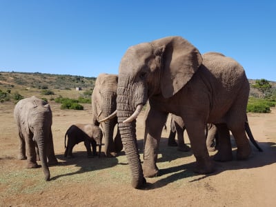 Private Safari to Addo Elephant National Park from Gqeberha (Port Elizabeth)