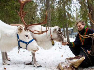 Sami Rentier-Erlebnis mit Mittagessen in Brändön, in der Nähe von Luleå