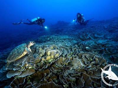 Plongée exploration depuis Taravao, presqu’île de Tahiti