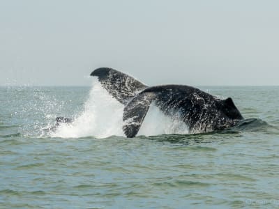 Walbeobachtungstour ab Knysna, in der Nähe von Plettenberg Bay