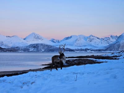 Arctic Fjord and Wildlife Sightseeing Tour by Minivan to Kvaløya from Tromsø